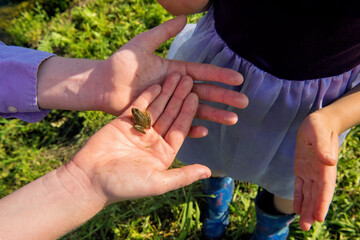 Woman holds a Blanchard's cricket frog (Acris crepitans blanchardi) in her hand; Valparaiso, Nebraska, United States of America