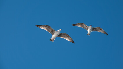 Seagulls flying in the blue sky over the mountains of Gokceada island, Turkey, closeup of photo