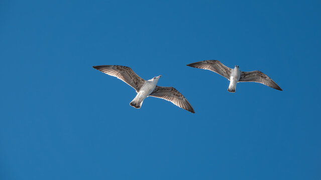 Seagulls flying in the blue sky over the mountains of Gokceada island, Turkey, closeup of photo