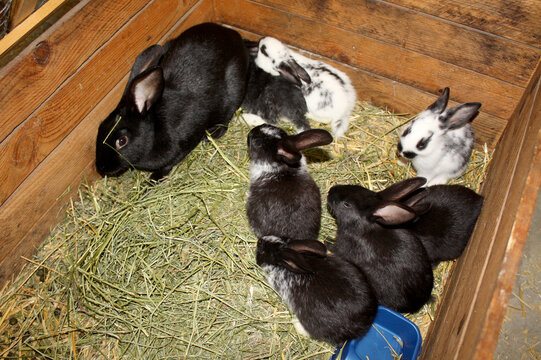 petit &eacute;levage de lapin