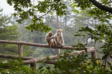 Obraz premium The Huangshi Village area of Zhangjiajie National Forest Park, Hunan, China