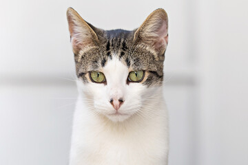Fototapeta premium Portrait of serious cat pet close up