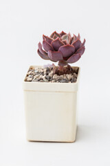 Brown red Echeveria Kisses Succulent houseplant flower in white plastic pot on white background