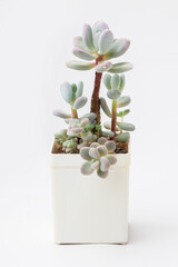 Natural Pachyphytum Glutinicaule Succulent flower houseplant in white plastic pot