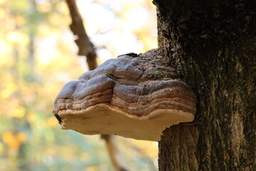  mushroom growing on a tree in autumn