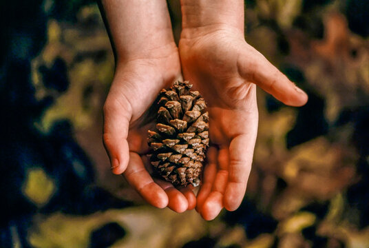 Pine cone in a child's hands; Gibbon, Nebraska, United States of America