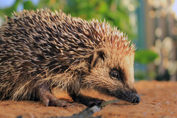 un petit hérisson sur le tapis
