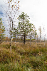 the landscape of the swamp in autumn. Trees, sphagnum in the swamp. Blue sky and sparse trees