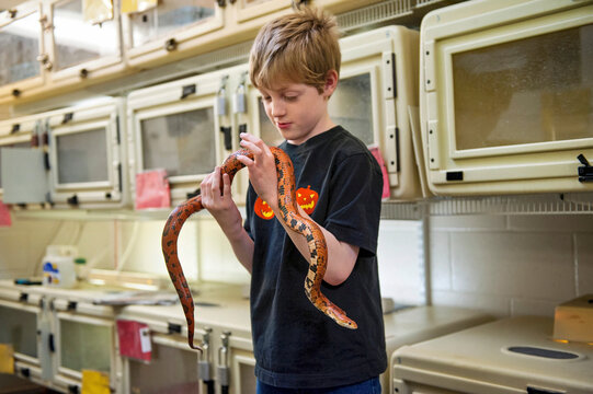 Young boy holds a corn snake (Pantherophis guttatus); Omaha, Nebraska, United States of America