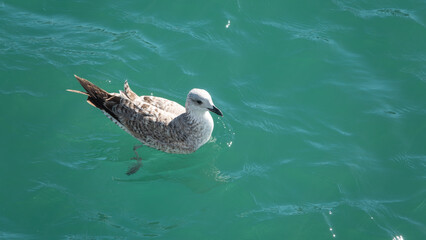 Seagull swimming on the sea, close-up shot, natural background