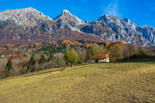 the alpago forests in autumn populated by packs of wild wolves
