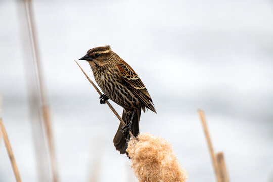 Close-up portrait of a female red-winged blackbird (Agelaius phoeniceus) perched on a cattail near 108 Mile Heritage House on the Cariboo Highway in British Columbia; British Columbia, Canada