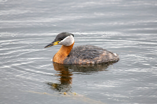 Close-up portrait of a red-necked grebe (Podiceps grisegena) swimming in a pond near 108 Mile Heritage House on the Cariboo Highway in British Columbia; British Columbia, Canada