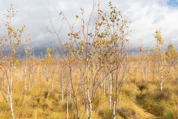 the landscape of the swamp in autumn. Trees, sphagnum in the swamp. Stormy dark sky , strong wind, trees bending from the wind