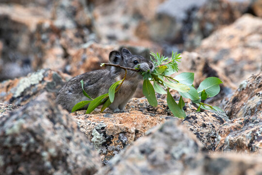 Collared Pika (Ochotona collaris) carries a leafy branch to its food cache near Polychrome Pass in Denali National Park, Alaska, USA; Alaska, United States of America