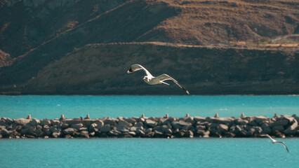 Seagull flying over the sea against mountains in Gökçeada, Çanakkale, Turkey