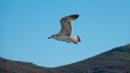 Seagull flying in the blue sky over the sea with mountains in Gokceada island, Turkey, closeup of photo