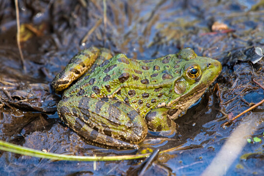 Chiricahua Leopard Frog (Rana chiricahuensis) in Cave Creek Canyon of the Chiricahua Mountains in Southeast Arizona, USA; Portal, Arizona, United States of America