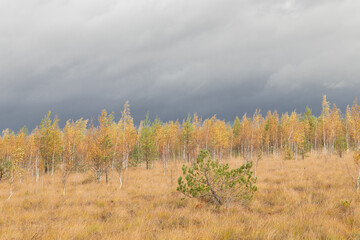 the landscape of the swamp in autumn. Trees, sphagnum in the swamp. Stormy dark sky , strong wind, trees bending from the wind
