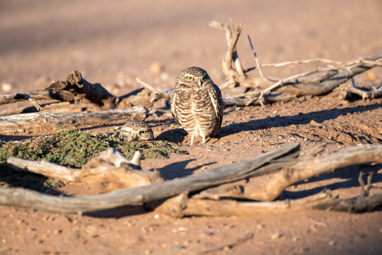 Pair of Burrowing Owls (Athene cunicularia) at their nest burrow in Casa Grande, Arizona, USA; Arizona, United States of America