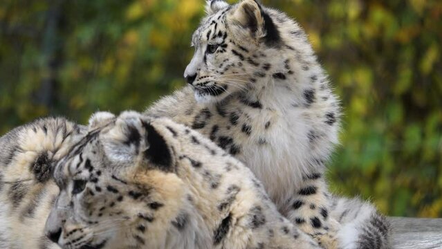 Close view of female and baby snow leopards sitting together
