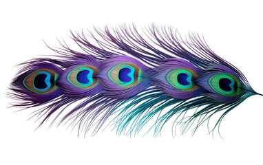Intricate Patterns of a Peacock Feather Isolated on Transparent Background PNG.