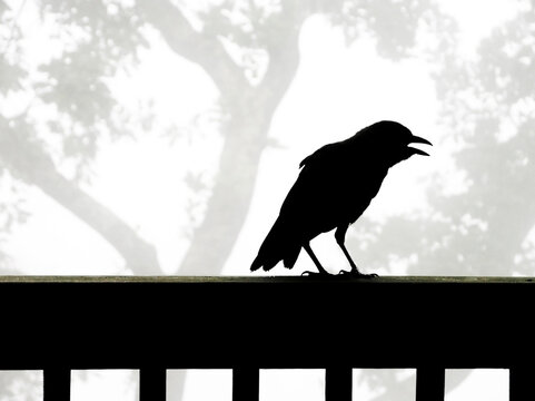 American crow (Corvus brachyrhynchos) is silhouetted against a grey sky with his beak open
