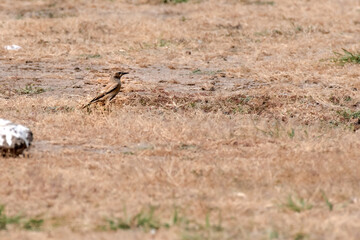 Desert wheatear small dark winged bird found in dry area.