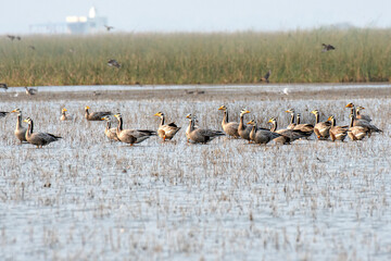 Bar Headed Goose in lake water.