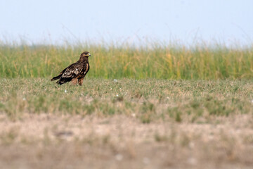 Greater Spotted Eagle habitats in  winter bird near Lake.