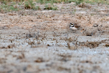 Little Ringed Plover a wetland bird