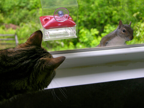 House cat (Felis catus) and a Grey squirrel (Sciurus Carolinensis) peering at each other through a window
