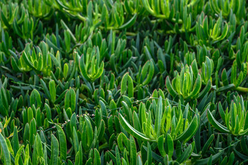 Fototapeta premium floral background of Carpobrotus edibles on the shores of the Mediterranean Sea 2