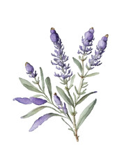 Lavender flower watercolor drawing illustration isolated on white background.Provence purple violet green floral vector decoration element.Print,card,pattern,frame,wedding,sticker design.Decor .