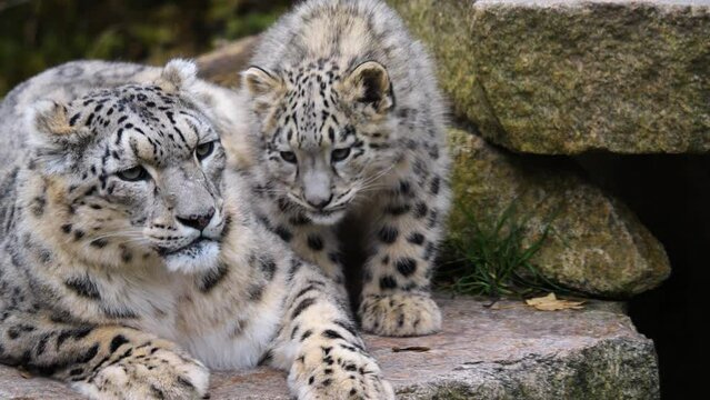 Close view of female and baby snow leopards sitting together
