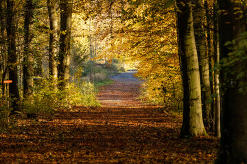Obraz premium Autumn path in the forest with trees in the background.