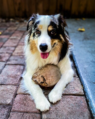 Aussie puppy playing with coconut