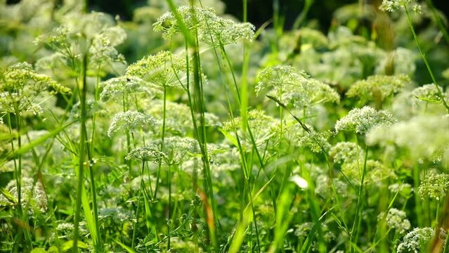 The cow parsley, Anthriscus sylvestris, is an umbelliferous plant. The wild chervil grow in meadow. Kupyr on a summer day, close-up, side view. White flowers on a green background.	