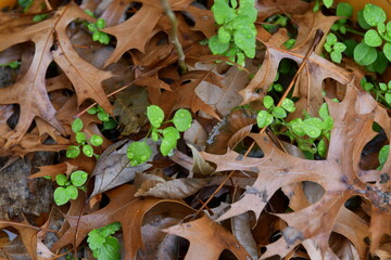 Raindrops on Plants and Leaves