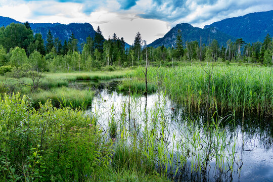 Moor in Inzell in einem Naturschutzgebiet in Bayern