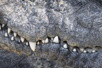 Alligator teeth closeup in closed mouth