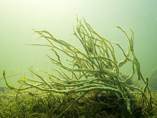 Freshwater sponge growing on lake bottom