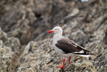 Seagull sitting on a rock