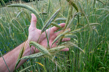 Farmers Hand Touches Ears Of Crop On Agricultural Field To Control Degree Of Ripeness And Quality