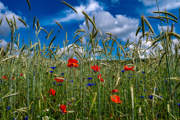 Corn Field With Colorful Flower Meadow With Poppy, Cornflower And Marguerite