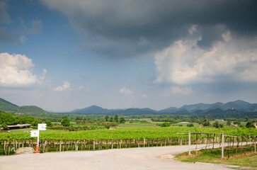 Agricultural industry  vineyards for white wine production