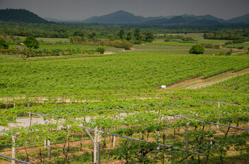 Agricultural industry  vineyards for white wine production