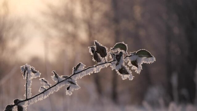 plant is covered with frost in winter