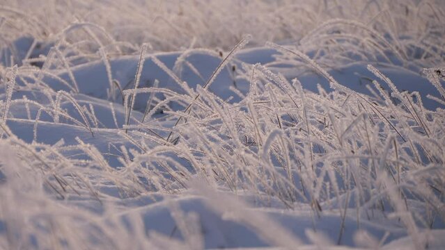 grass is covered with frost in winter