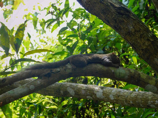 Squirrels taking shelter in a tree on a hot day